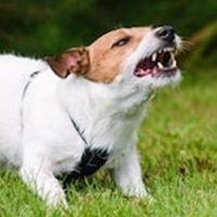 Dog6 Dog6