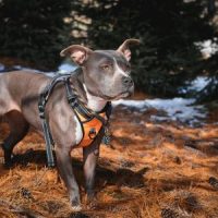 DogHarness DogHarness