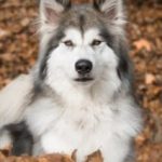 Dog_wolf Dog_wolf