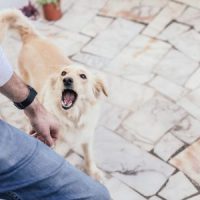 DogBite3 DogBite3