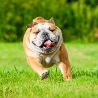 BullDog BullDog