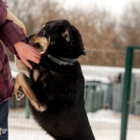 Dog10 Dog10