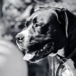 Dog7 Dog7