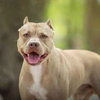 Pitbulls Pitbulls
