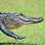 Aligator Aligator