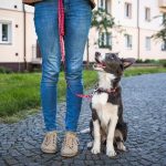 DogLeash2 DogLeash2