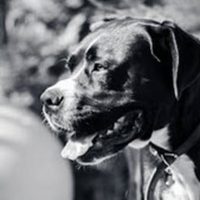 Dog7 Dog7