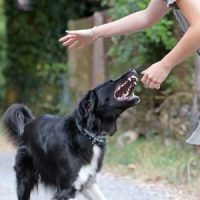 DogBiting DogBiting