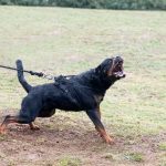 DogRott DogRott