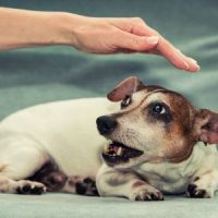 ScaredDog