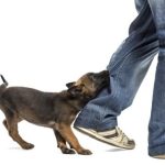 DogBite_Leg