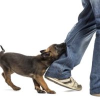 DogBite_Leg