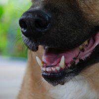 DogMouth