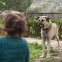 ChildDog