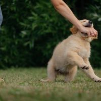 DigBiteHand DigBiteHand