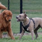 DogBreeds