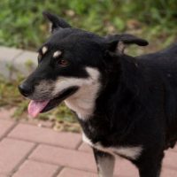 _Dog_