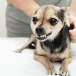 AngryDog