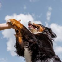 Dog_Bite Dog_Bite