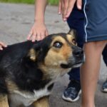 uneasy dog being pet by children