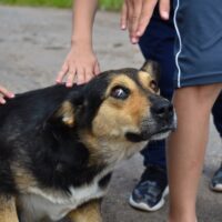 uneasy dog being pet by children
