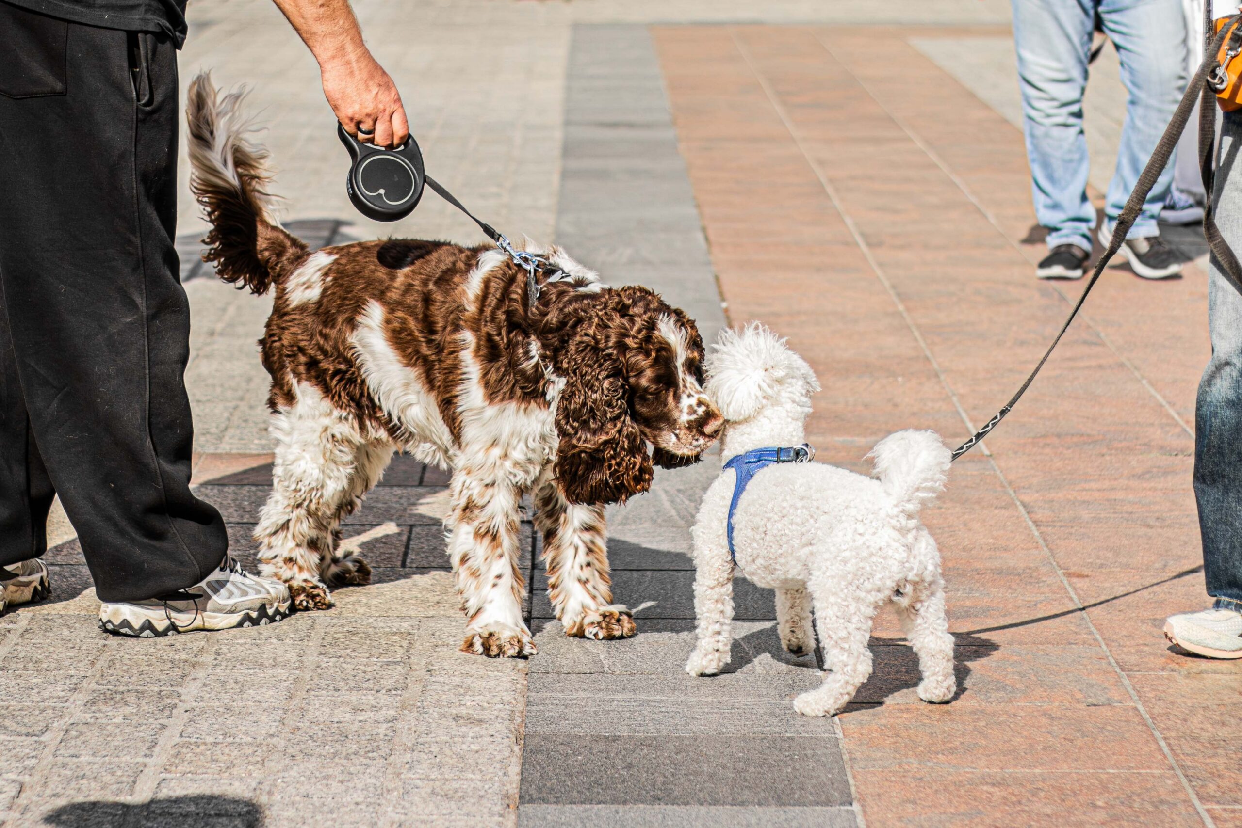 Dog on a leash walking along a neighborhood sidewalk